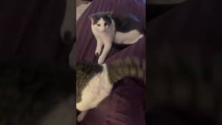 BAD CAT Playing Video! Quick Laugh to brighten your day! #catstagram #cute #cat #badcat #kitten