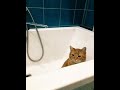 Кот часами заседает в пустой ванне. Ветеринар объяснил, почему ему там хорошо
