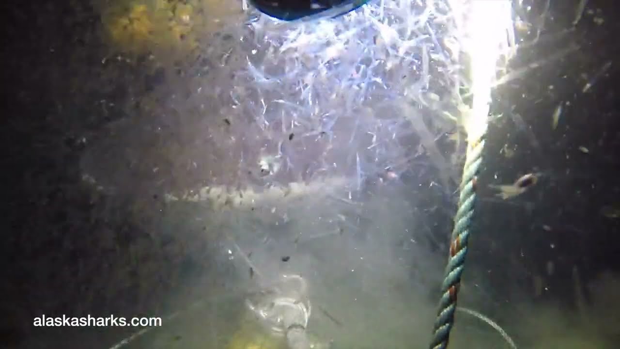 Huge Sleeper Shark in Alaska