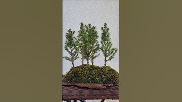 DIY MINI FOREST🌲🌲🌲🌲🌲#howto #diy #tutorial #hyperlapse #fyp #fy #bonsai #forest #on #a #slab #viral