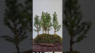 Diy Mini Foresthowto diy tutorial hyperlapse fyp fy bonsai forest on a slab viral
