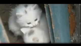 New Funny Animals 😂 Funniest Cats and Dogs Videos 😺🐶 by Gnat Vova 72 views 4 days ago 1 minute, 7 seconds