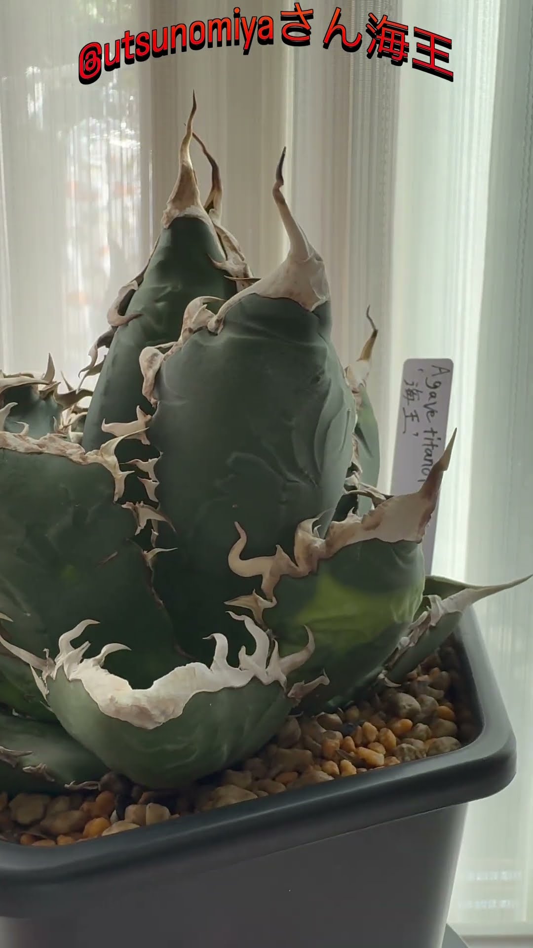 海王植え替えしたよ#アガベ#海王#agave #green #led #plants #観葉植物