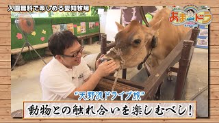 【乳しぼり】動物たちと無料でふれあえる！愛知牧場（愛知県日進市）【あまドラ～天野っちのドライブしよう！！～】