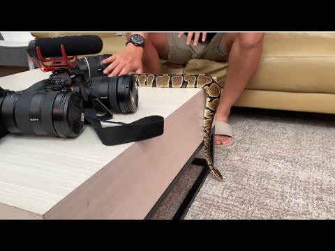 BANYAK ULAR DI KANTOR RADITYA DIKA