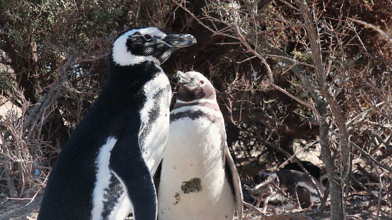 Lulus América: Penguins and Plastic (Argentina)