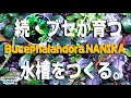 【ブセファランドラが育つ水槽】6ヵ月の育成経過を公開! アクアリウム パルダリウム 初心者 育て方