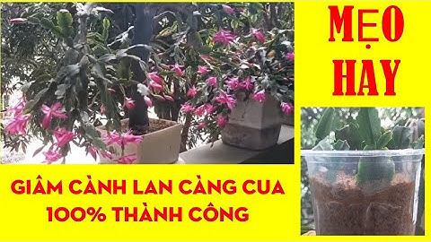 Cách Nhân Giống Cây Lan Càng Cua Bằng Cách Giâm Cành