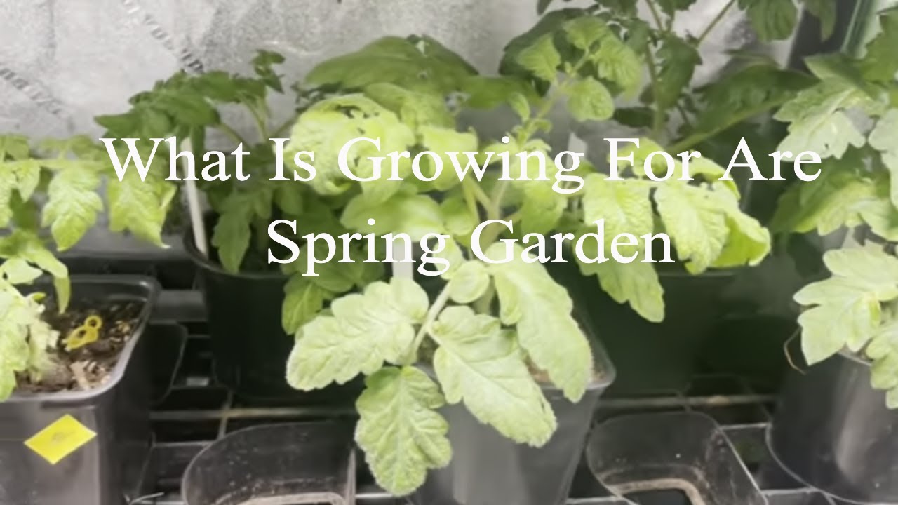 Grow Tent Garden Tour 2022 Update Tomato, Pepper, Squash and Cucumber Etc... Suburban  Homesteading