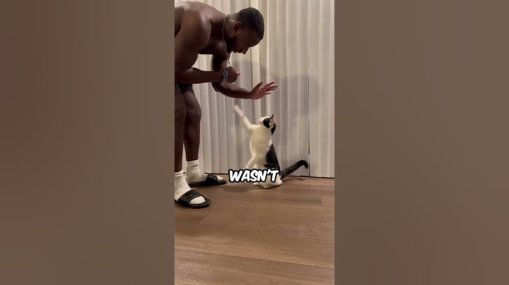 My cat doesn’t respect me enough #animals #wholesome #catexercise