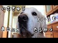 年末年始の【ギンちゃん飯】を大公開！圧力鍋があれば魚の骨も大丈夫！