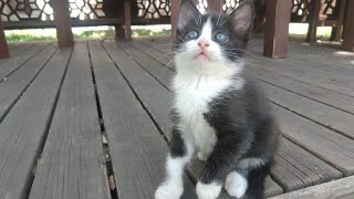 Cute Kittens Playing Compilation for laugh 😀 cute cat family 😊 part 17