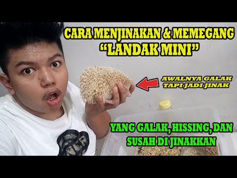 Video: Cara Memberi Makan Arnab Bayi: 11 Langkah (dengan Gambar)