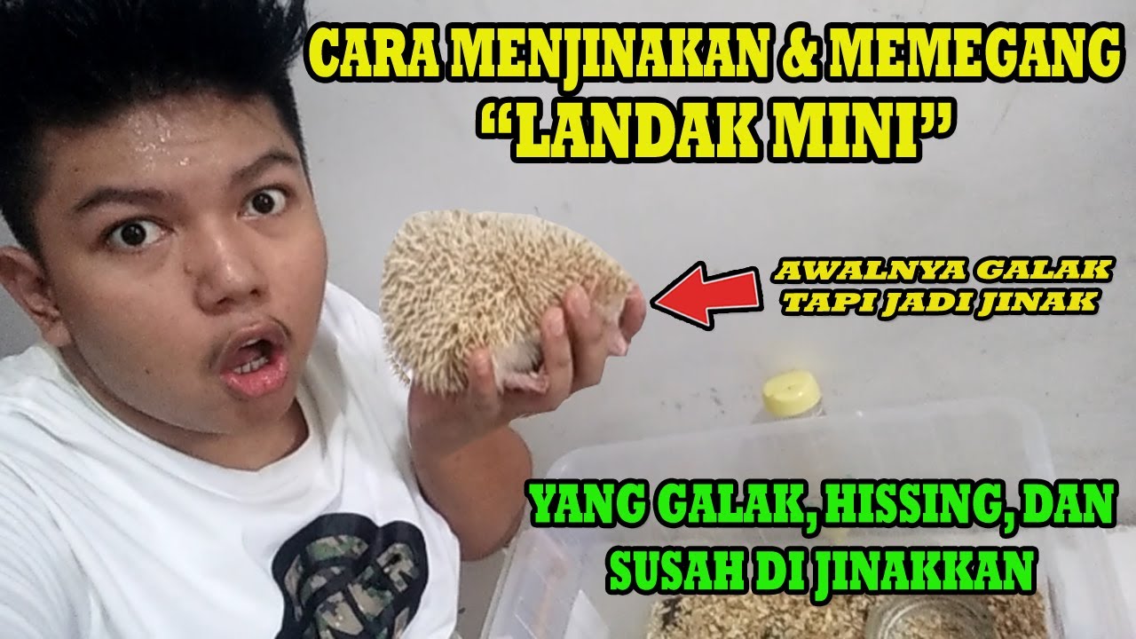 CARA MENJINAKKAN & MEMEGANG LANDAK MINI | LANDAK YG GALAK, YG KAGETAN