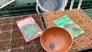 7月から蒔ける秋冬野菜の種まきスタート　【種まきと育て方】20/7/18