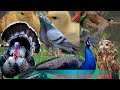 baby animal funny birds- beautiful birds sound  &amp; wild birds sounds - bird, eagle,duck, rooster