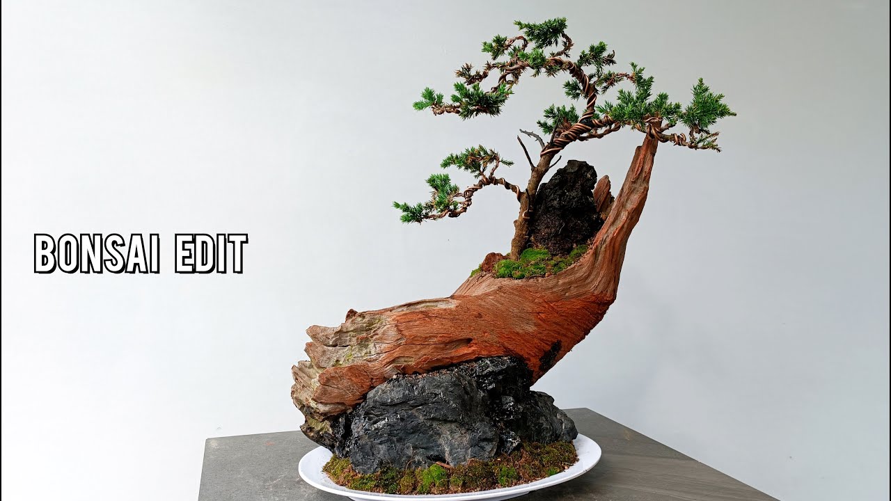 Process Of Making A Juniper Bonsai Tree On A Driftwood Bonsai Edit