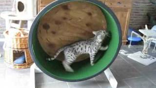 cardboard cat exercise wheel