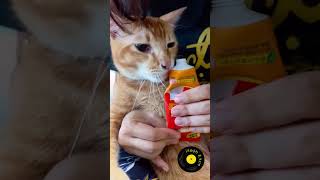 Ember the food motivated energizer tabby