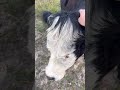 Awesome Scratching! #love #scratch #cow #dog #wildlife #daily #therapy #nice #nature #black #white