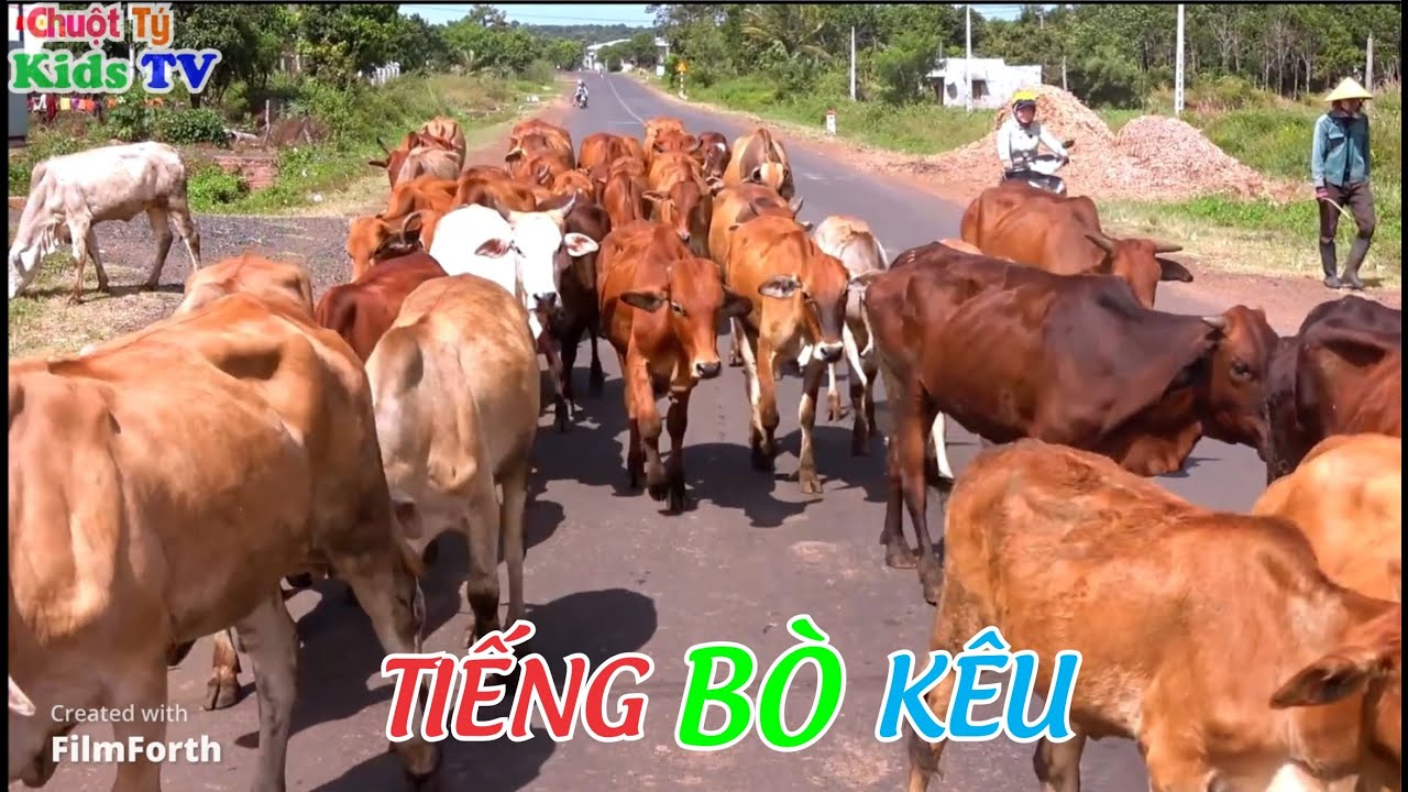 CON BÒ - TIẾNG BÒ KÊU - youtube