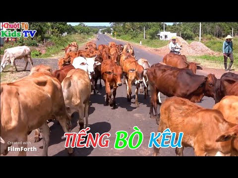 Video CON BÒ - TIẾNG BÒ KÊU - youtube