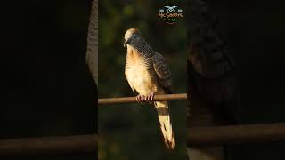 Zebra Dove (Geopelia striata)