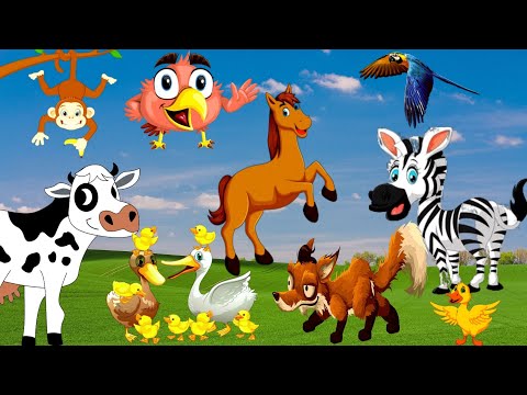 familiar animals 5e, familiar animals in the world macaw,fox,cow, horse, zabra, monkey,