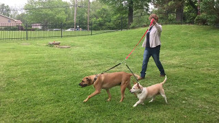 Walking Two Different Size Dogs with One Leash |www.KeepDoggieSafe.com