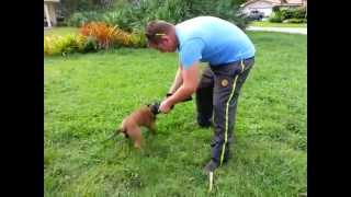 Personal Protection Dogs for Sale KNPV lines AKC Registered