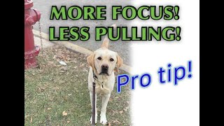 How to have more control during leash walks! (STOP pulling!) by Training Positive 17,716 views 4 years ago 4 minutes, 34 seconds