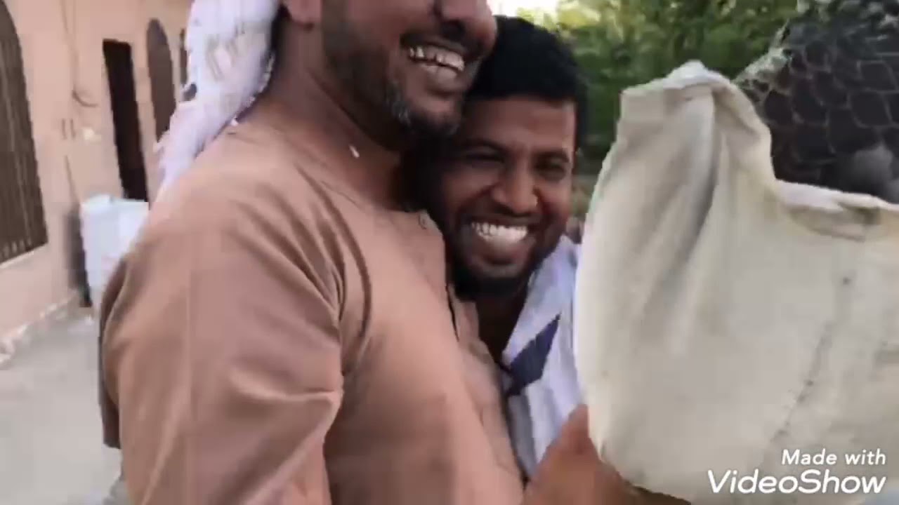 شبك فرخ شاهين بالحسي 2021/10/14