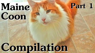 Maine Coon Compilation  Part 1 of Maine Coon Cats doing Maine Coon things