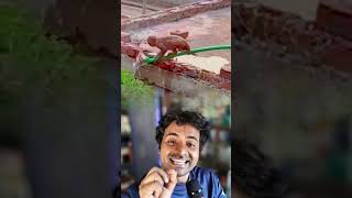 🐒💧 পিপাসার্ত বানরের অসাধারণ বুদ্ধি! 😮🤍#Trending #BanglaReels #AmazingNature #AnimalWorld #ViralReels