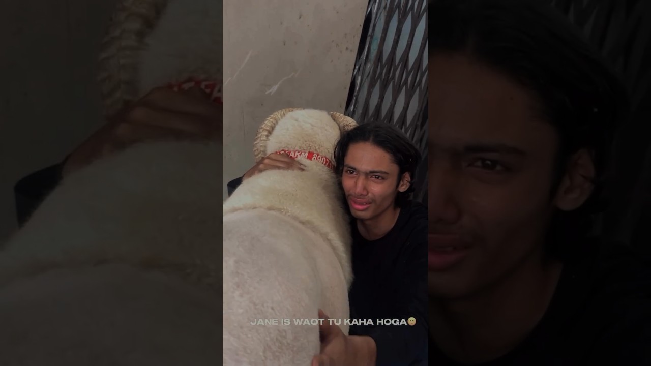 Vilayati Menda Vilayati Sheep 