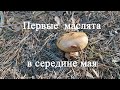 Первые  грибы маслята в середине мая. Грибной сезон 2021 года.