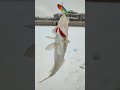 Рыбалка в черте города. Река Казанка. #fishing #kazan #рыбалка #судак #2023 #fish #shorts #winter