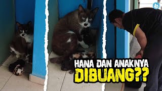 IBU DAN ANAK KUCING DIBUANG??