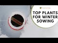Winter Sowing Lesson 3: Best Plants for Winter Sowing