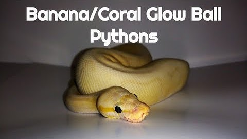 Banana/Coral Glow Ball Pythons