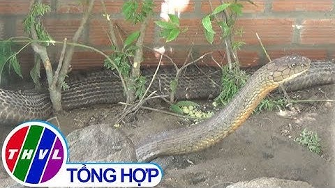 THVL | Sẽ tịch thu 2 rắn hổ mây "khủng" vừa bắt được tại núi Cấm