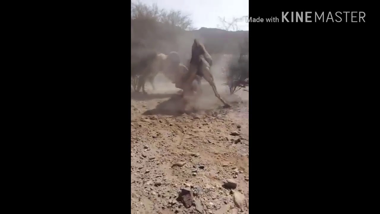 بعير صالح بن خبتي يطرد بعير عطيه عبود 😜😜