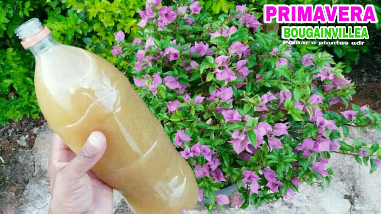 O MELHOR ADUBO PARA PRIMAVERA BOUGAINVILLEA !! - YouTube