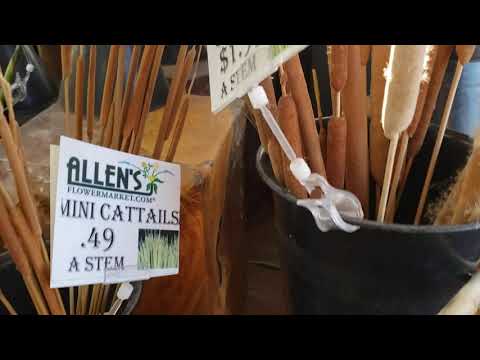 Exploding Cattail fluffyies