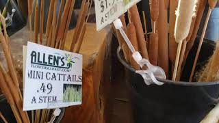 Exploding Cattail fluffyies