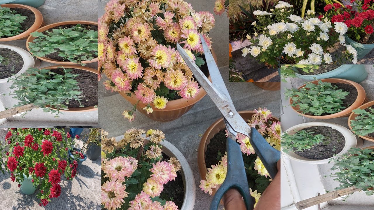 Bibara ranjwbbai hasona garbai ||(Cutting dry flowers 💐)||Abwi ni vlogs ||naidwlai sonapwr de