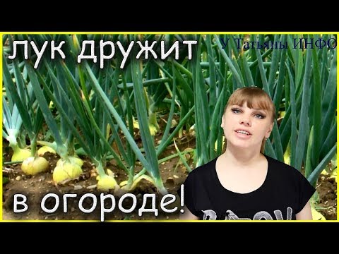 Что посадить с ЛУКОМ на одной грядке?! Какие овощи можно сеять рядом с ЛУКОМ?