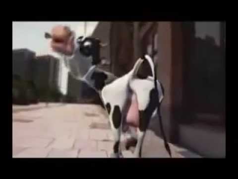 ძროხა ცეკვავს/dzroxa cekvavs