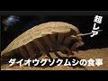 【ダイオウグソクムシ】超レア!?ダイオウグソクムシの食事シーン【サンシャイン水族館】