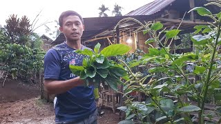 Pick Vegetables, Tidy Up Plants Around the House, and Cook a Simple Menu